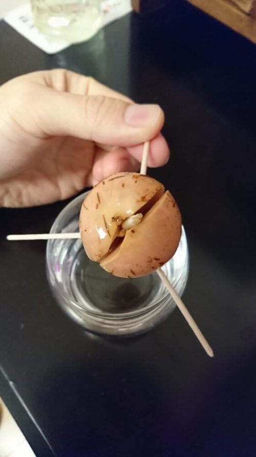 アボカド栽培180427発根