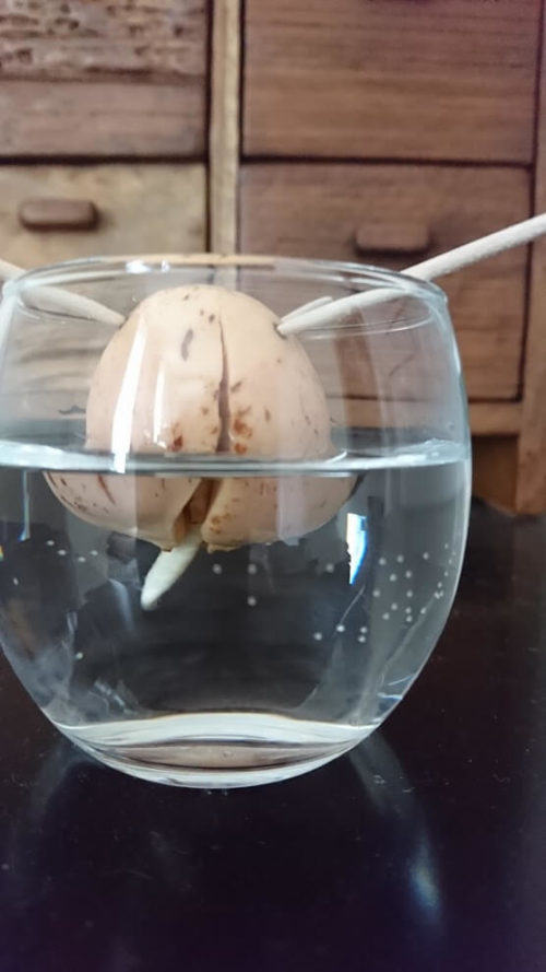 アボカドさん(3号)栽培26日目。