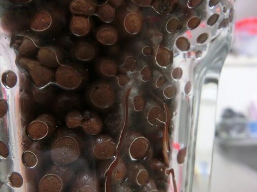 アボカドの根のカビ