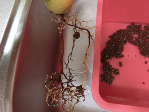 アボカド根全体