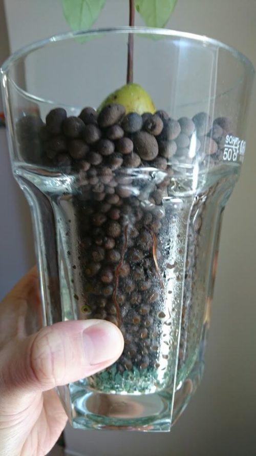 アボカド根にカビ発生