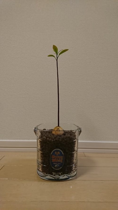 アボカドさん(3号)180603