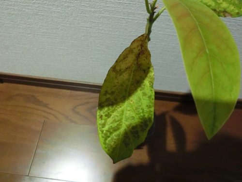 アボカド栽培記録190126