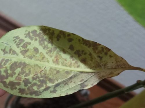 アボカド栽培記録190126