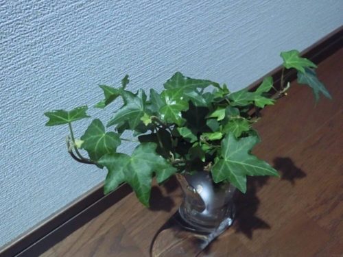 アイビー栽培記録190126