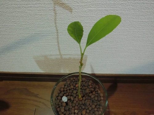 【アボカド栽培記録】190211