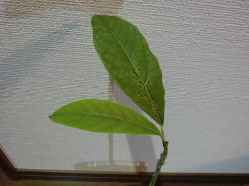 【アボカド栽培記録】190211