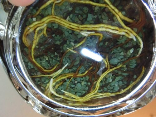 【アボカド栽培記録】190211