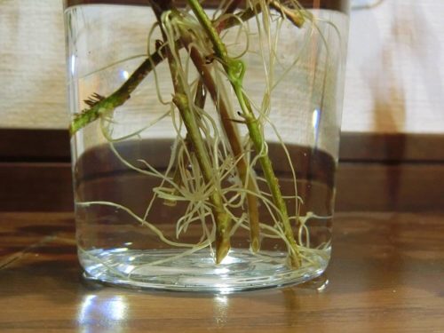 アイビー栽培記録190211