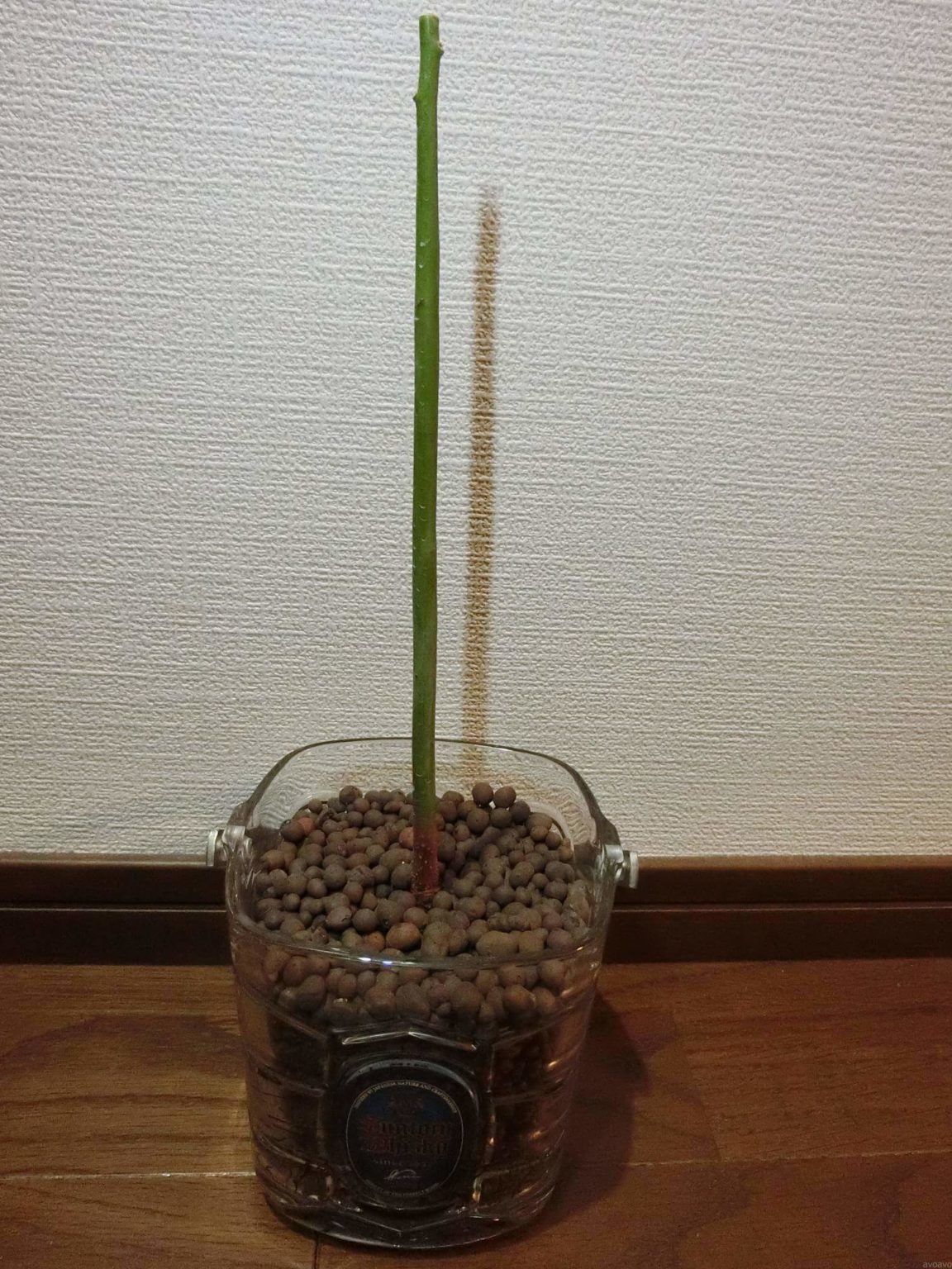 190220 アボカド栽培記録_切り戻し