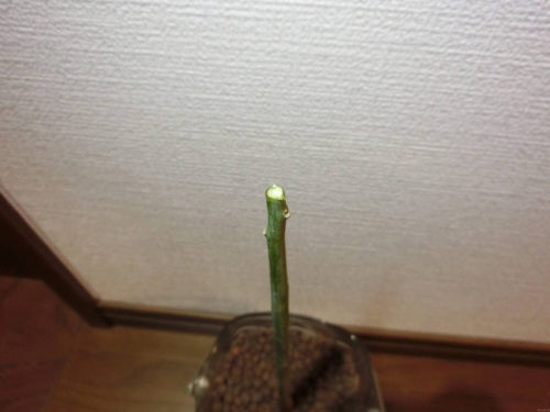 190220 アボカド栽培記録_切り戻し