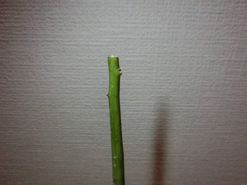 190220 アボカド栽培記録_切り戻し