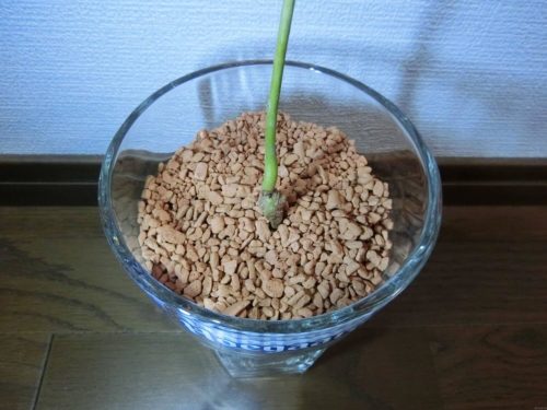 セラミス乾燥状態、アボカド栽培