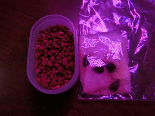 【メープル栽培記録】190227 種を植えた