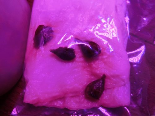 【メープル栽培記録】190227 種を植えた