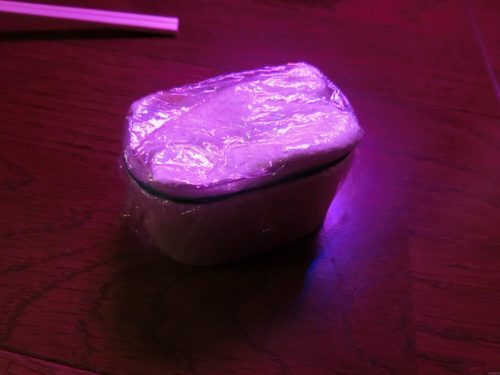 【メープル栽培記録】190227 種を植えた