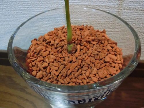 【アボカド栽培記録】190224 セラミス植え替え