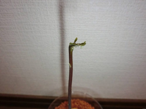 【アボカド栽培記録】190224 セラミス植え替え