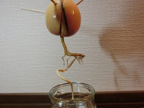 【アボカド栽培記録】190224