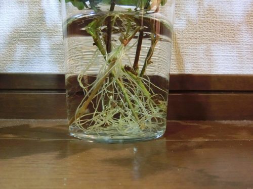 アイビー栽培記録190224