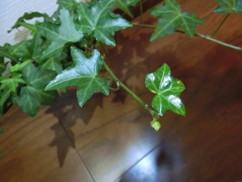 アイビー栽培記録190224