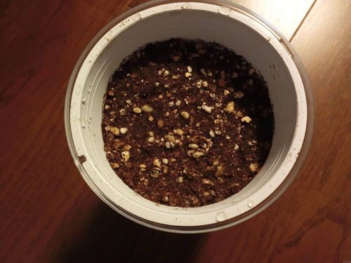 フレッシュフィール サラダホウレンソウ