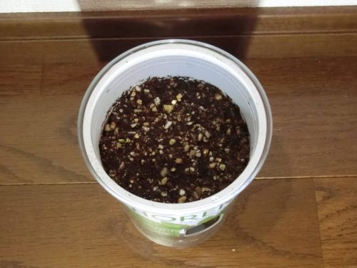 フレッシュフィール サラダホウレンソウ190326