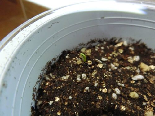 フレッシュフィール サラダホウレンソウ190326