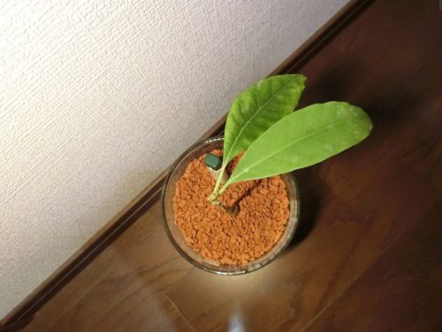 【アボカド栽培記録】190317