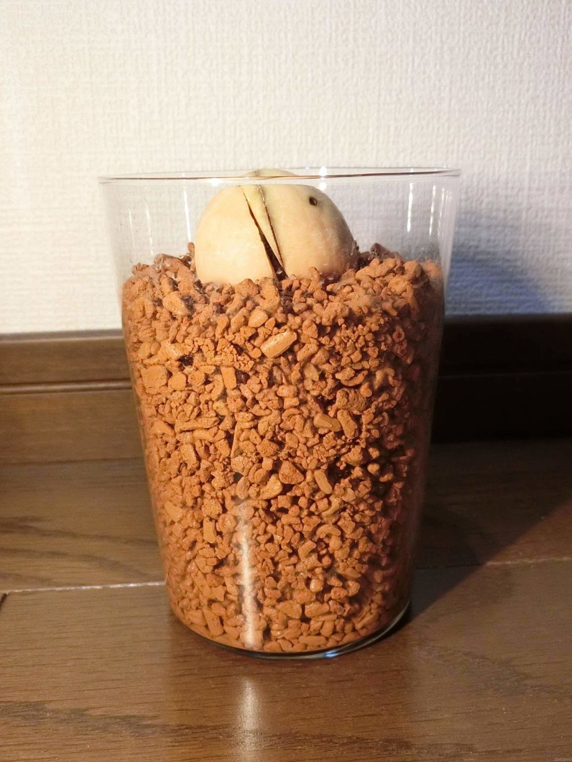 【アボカド栽培記録】190317