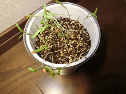 フレッシュフィール サラダホウレンソウ190401