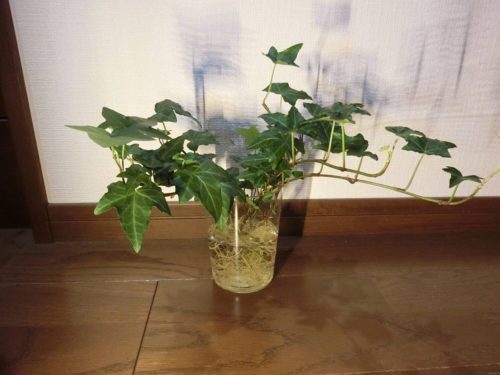 【アイビー栽培記録】190317