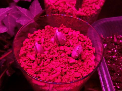 【枝豆栽培記録】190405