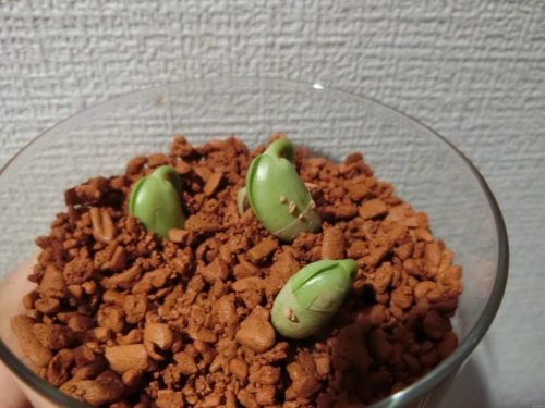 【枝豆栽培記録】190405