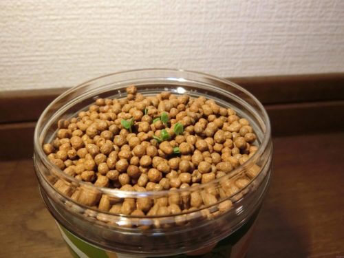 【バジル栽培記録】190407