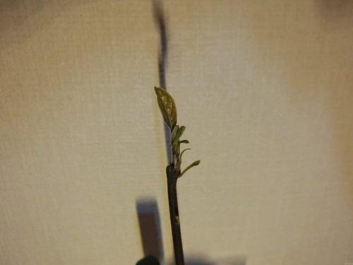 【アボカド栽培記録】190328