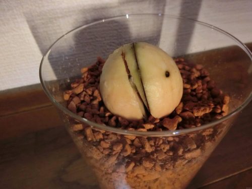 【アボカド栽培記録】190328