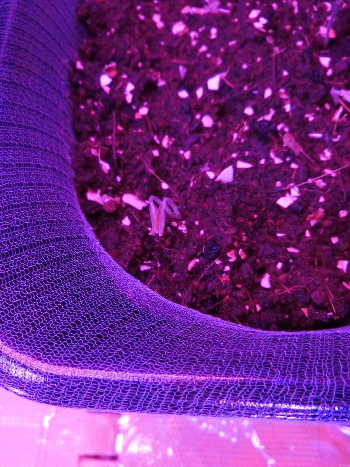 【プチトマト栽培記録】190410