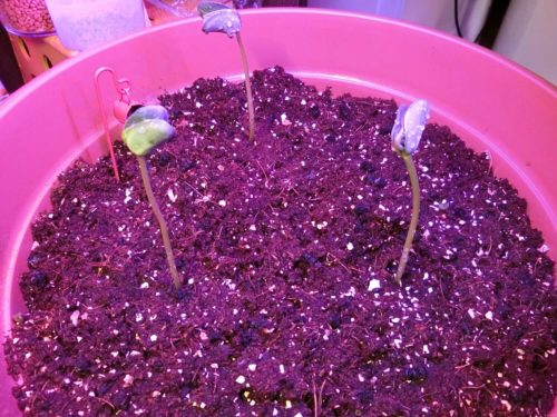 【枝豆栽培記録】190410