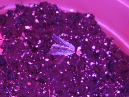 【枝豆栽培記録】190410