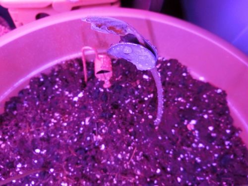 【枝豆栽培記録】190412　葉が出た！！！