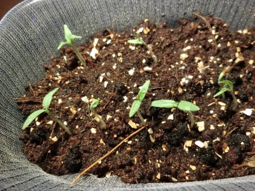 【プチトマト栽培記録】190413