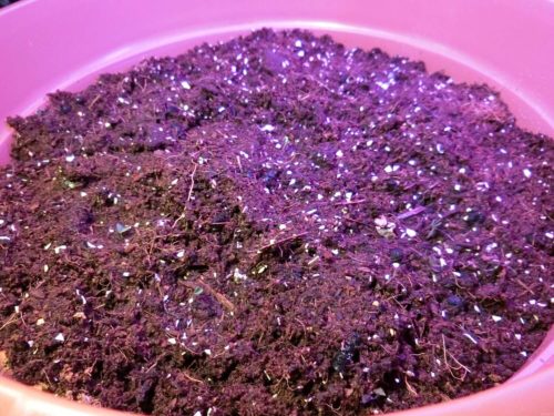 【プチトマト栽培記録】190413