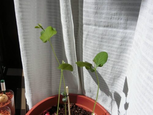 【枝豆栽培記録】190419