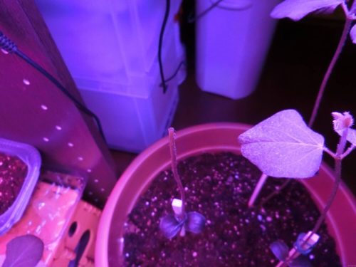 【枝豆栽培記録】190419