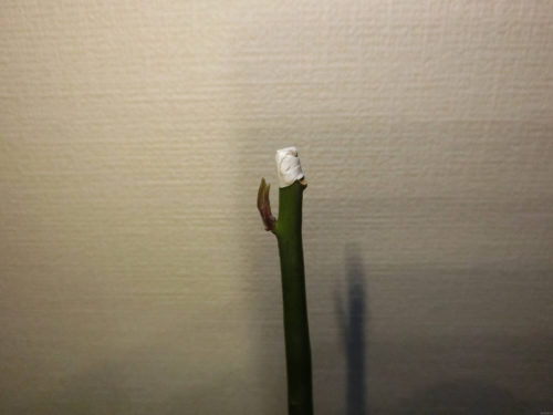 【アボカド栽培記録】190414