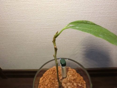 【アボカド栽培記録】190414