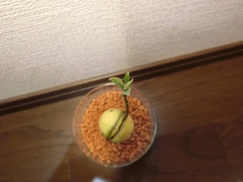 【アボカド栽培記録】190414