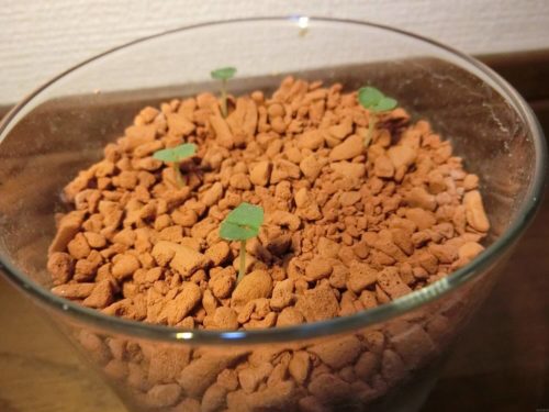 【バジル栽培記録】190414