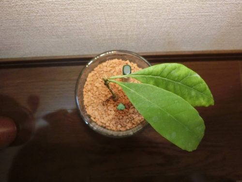 【アボカド栽培記録】190424